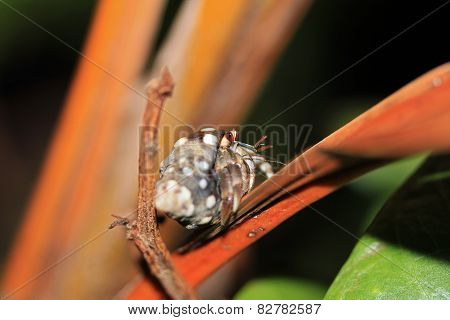 Hermit Crab