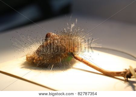 Fungus Macro