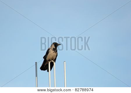 Hooded Crow On Aerial