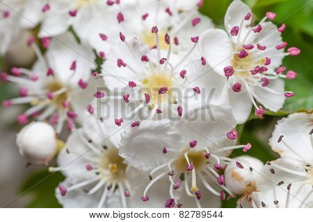 Cherry blossoms