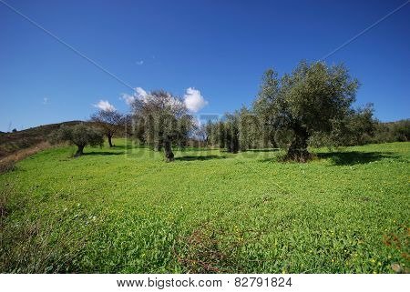 Spanish olive grove.