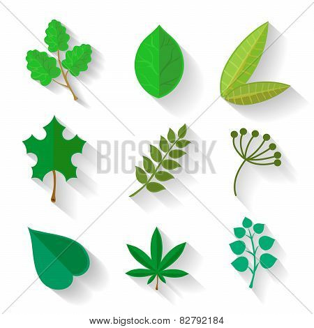 Set of leaves  various trees. Isolated green leave on a white background.