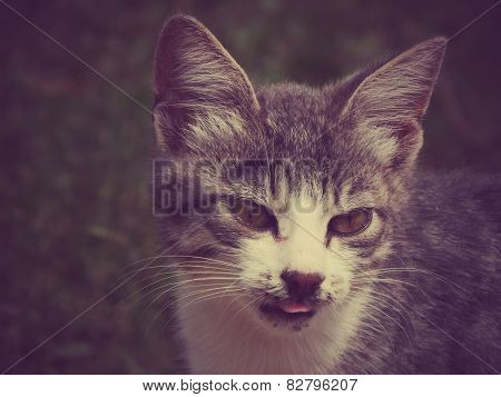 Cat