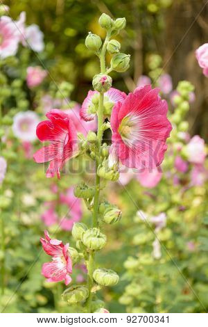 Hollyhock