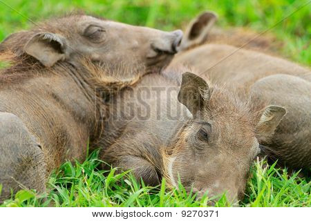 Warthogs de bebé durmiendo en la hierba
