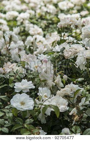 White Rose Bush