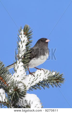 Junco lumisten haara