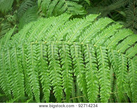 Fern Frond