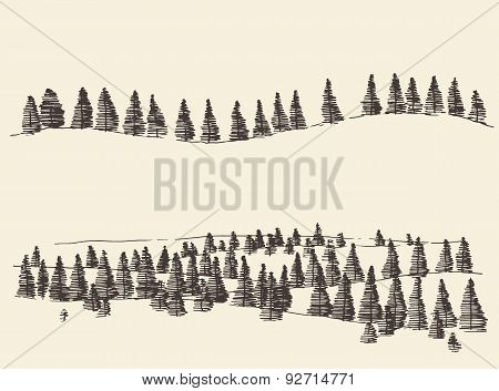 Fir Forest Contours Engraving in Mountains