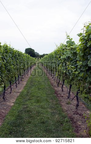 The Vineyard