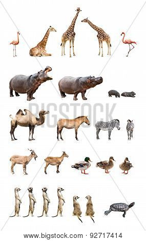 Zoo Animals