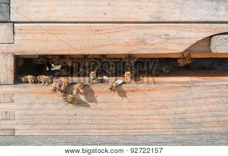 Beehive
