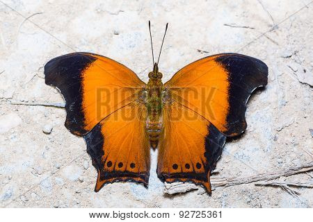 The Wizard Butterfly