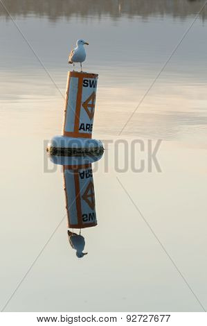 Seagull On Buoy