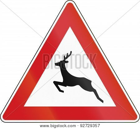 Wild Animals Crossing In The Czech Republic