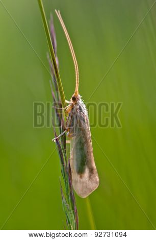 Insect Moth