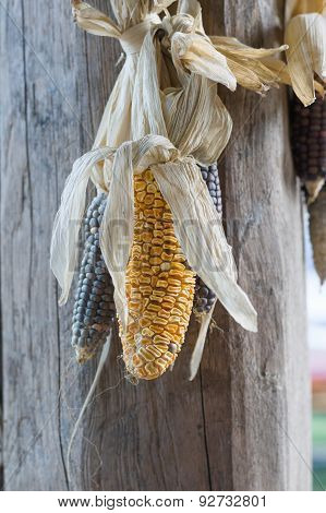 Waxy Corns Hang In House