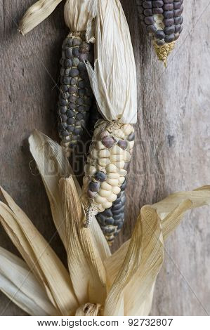 Waxy Corns Hang In House