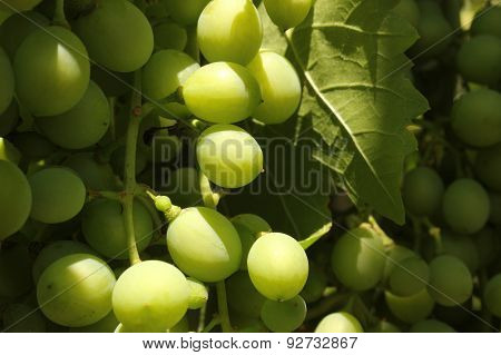 grapevine