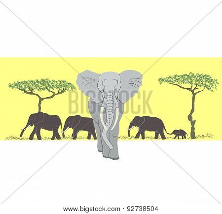 herd of elephants