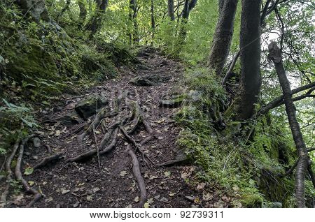 View of a path through a lush green summer forest