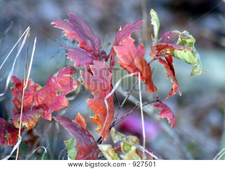 Redleaves