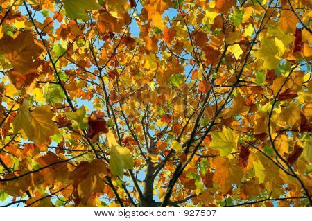 Fondo de otoño