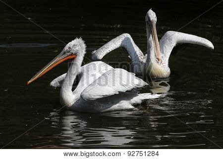 Dalmatian pelican (Pelecanus crispus). 