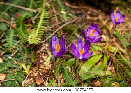 forest, nature, beauty, crocus, purple, spring, saffron, crocus, purple, spring, saffron, flower