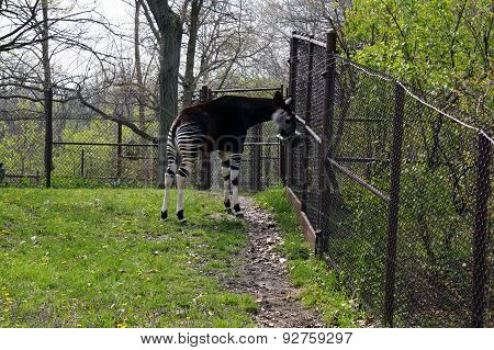 Okapi