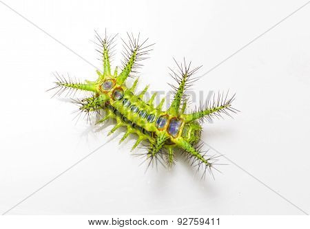 Top View Of Stinging Nettle Slug Caterpillar Moth