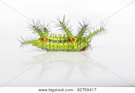 Stinging Nettle Slug Caterpillar Of Phocoderma Velutina Moth
