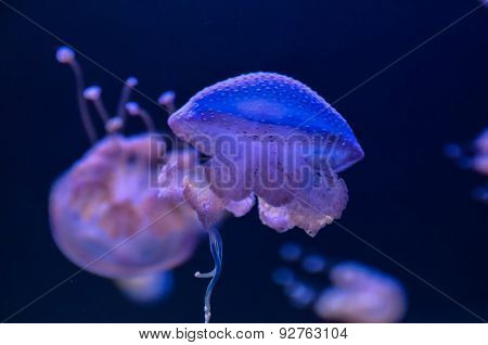 Small Jelly Fish