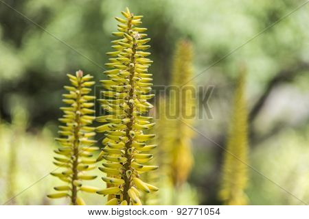 Yellow Aloe vera plant