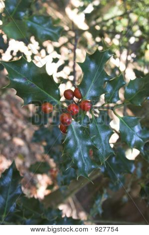 Holly Tree