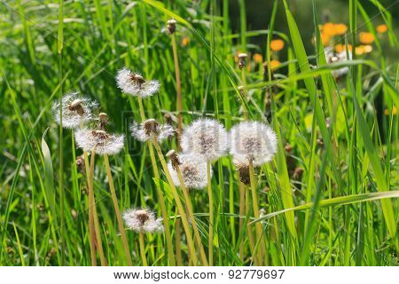 Dandelion, Taraxacum Officinale