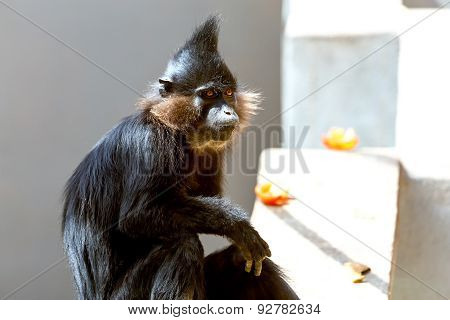 Black Monkey