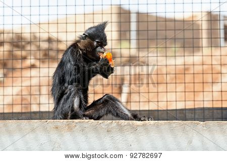 Black Monkey