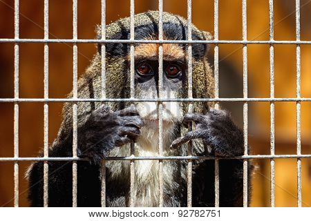 Monkey Looking Through Zoo Cell