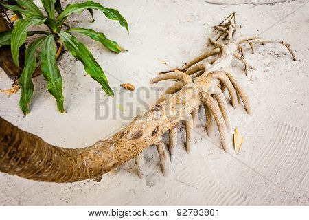 Screwpine Roots