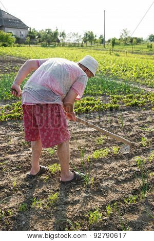 Farmer Hoeing Vegetable Garden