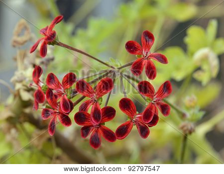 Pelargonium Ardens