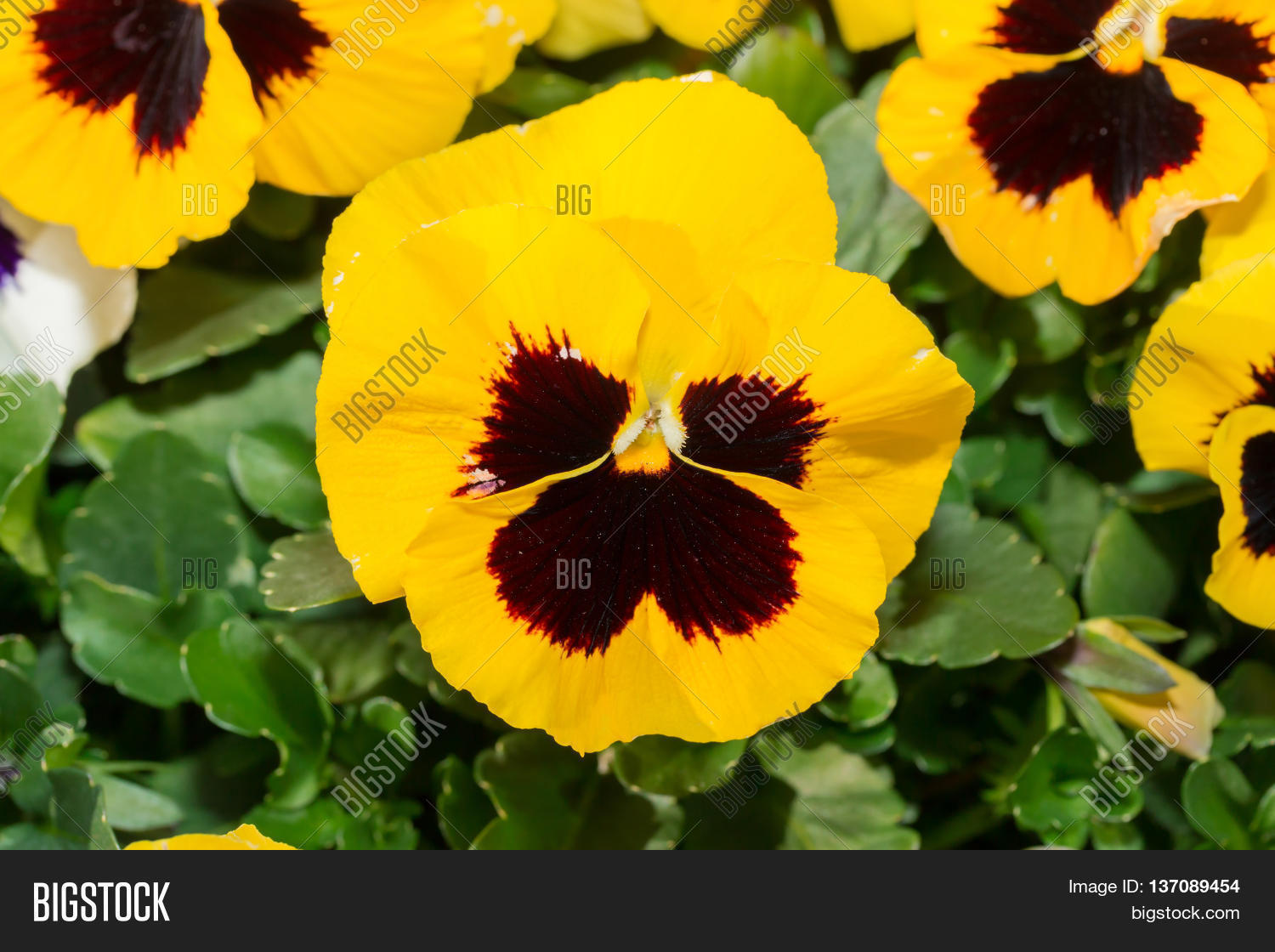 Viola Black Yellow Image & Photo (Free Trial) Bigstock