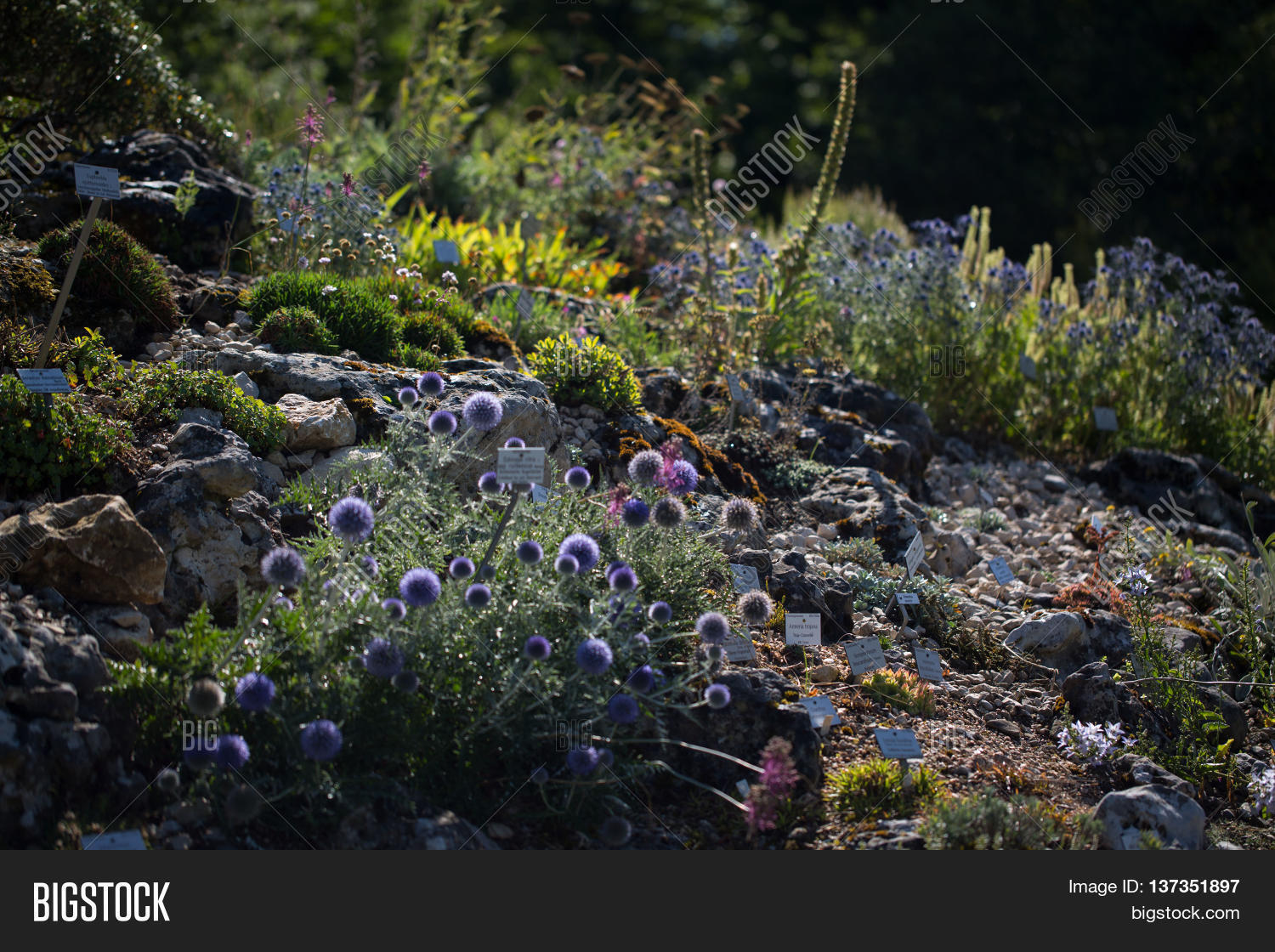 Alpinum Botanical Image & Photo (Free Trial) | Bigstock
