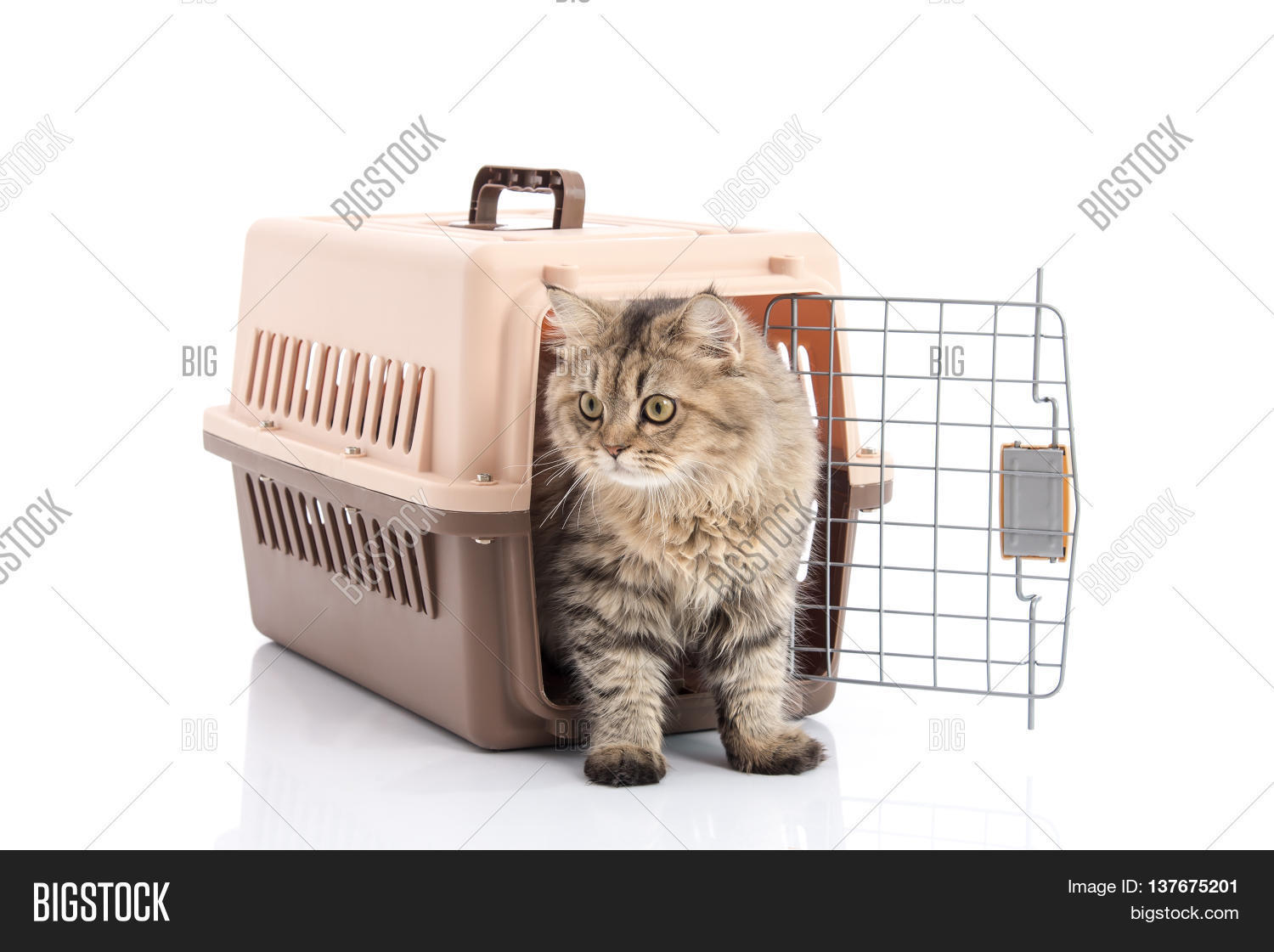 Tabby Cat Pet Carrier Image & Photo (Free Trial) Bigstock