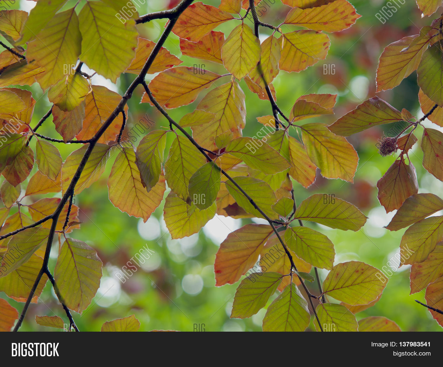 Copper Beech Tree Image & Photo (Free Trial) Bigstock