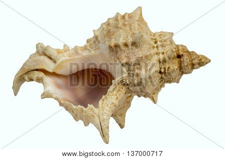 Sea shell close up isolated on white