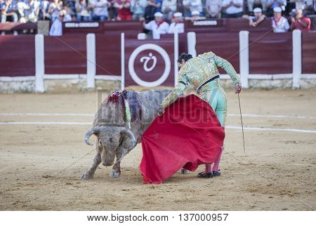 Ubeda Spain - September 29 2010: The Spanish Bullfighter El Cid bullfighting with the crutch in the Bullring of Ubeda Spain
