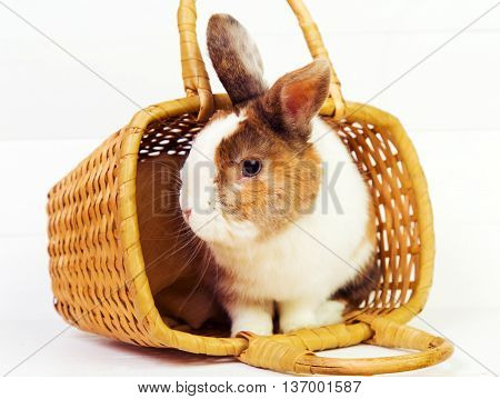 Cute ginger bunny in a basket on wooden background