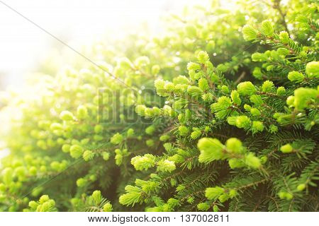 Abstract background of spring the young sprout of spruce